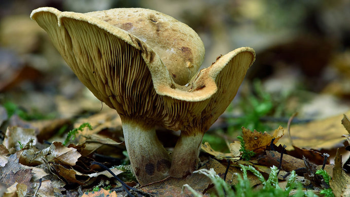 Brown roll-rim on woodland floor