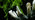 Candlesnuff fungus close-up