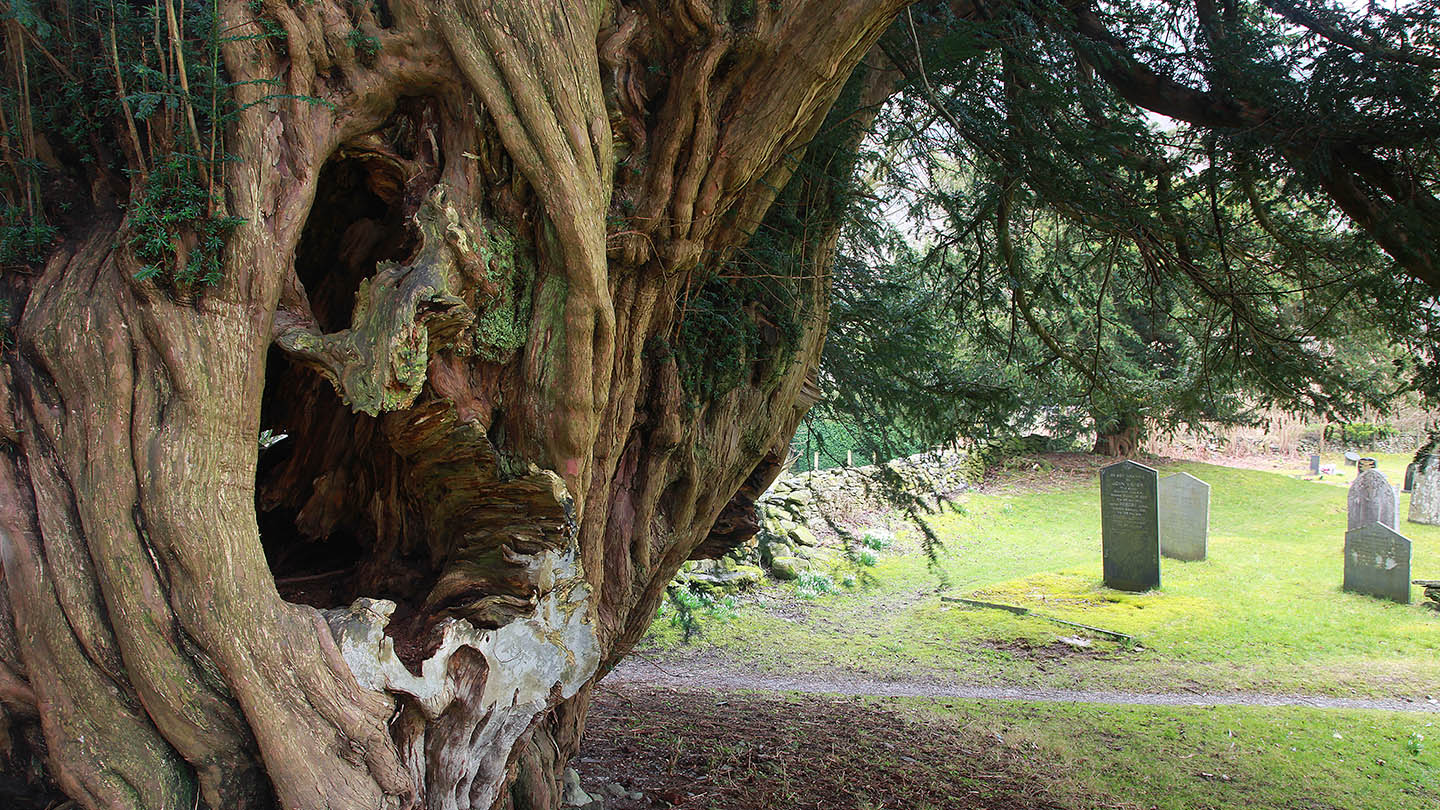 Ancient Trees Woodland Trust