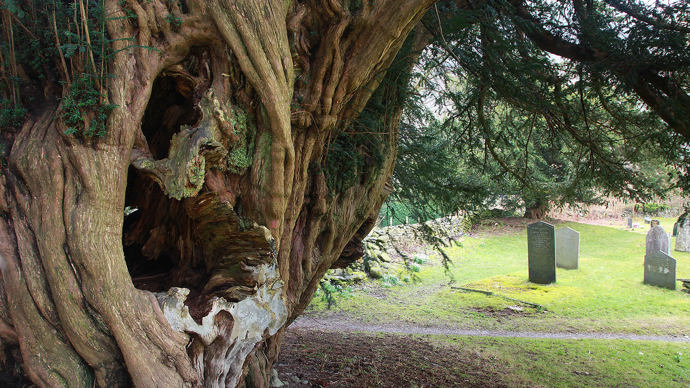 Hollow ancient tree in graveyard