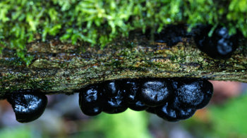King Alfred's cakes on tree King Alfred's cakes on tree
