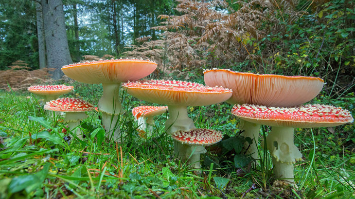 Fly agaric group showing gills