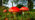 Fly agaric group growing in grass
