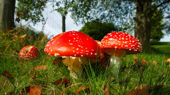 Fly agaric group growing in grass Fly agaric group growing in grass