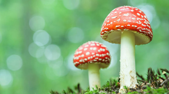 Two fly agaric mushrooms close-up