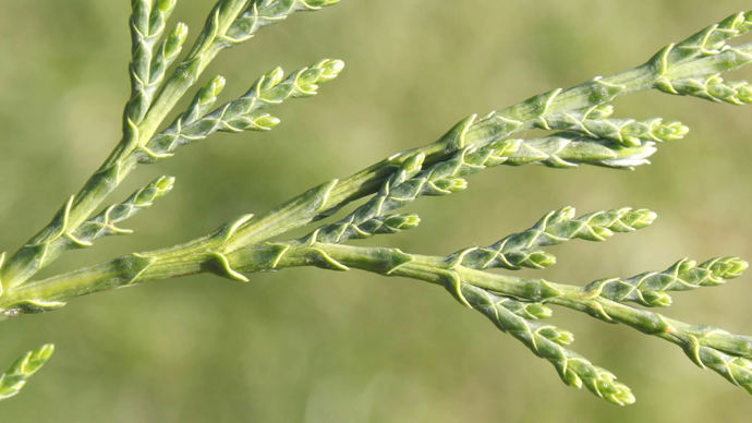 Leyland cypress scales