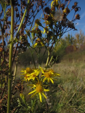 Gutteridge Wood Woodland Trust