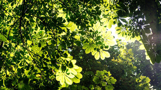 Sunlight dancing through woodland leaves at Aldouran Glen, near Stranraer, south-west Scotland