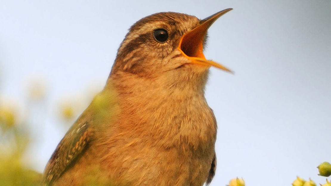 Close up of singing wren