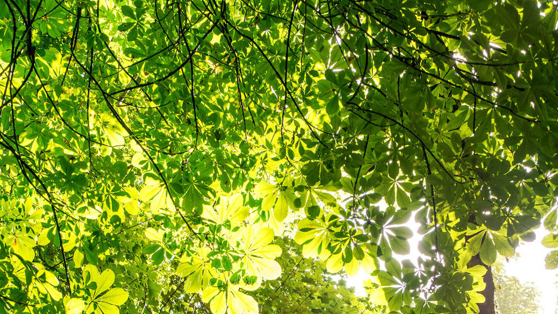 Sunlight shafting through tree canopy in Aldouran Glen, Scotland