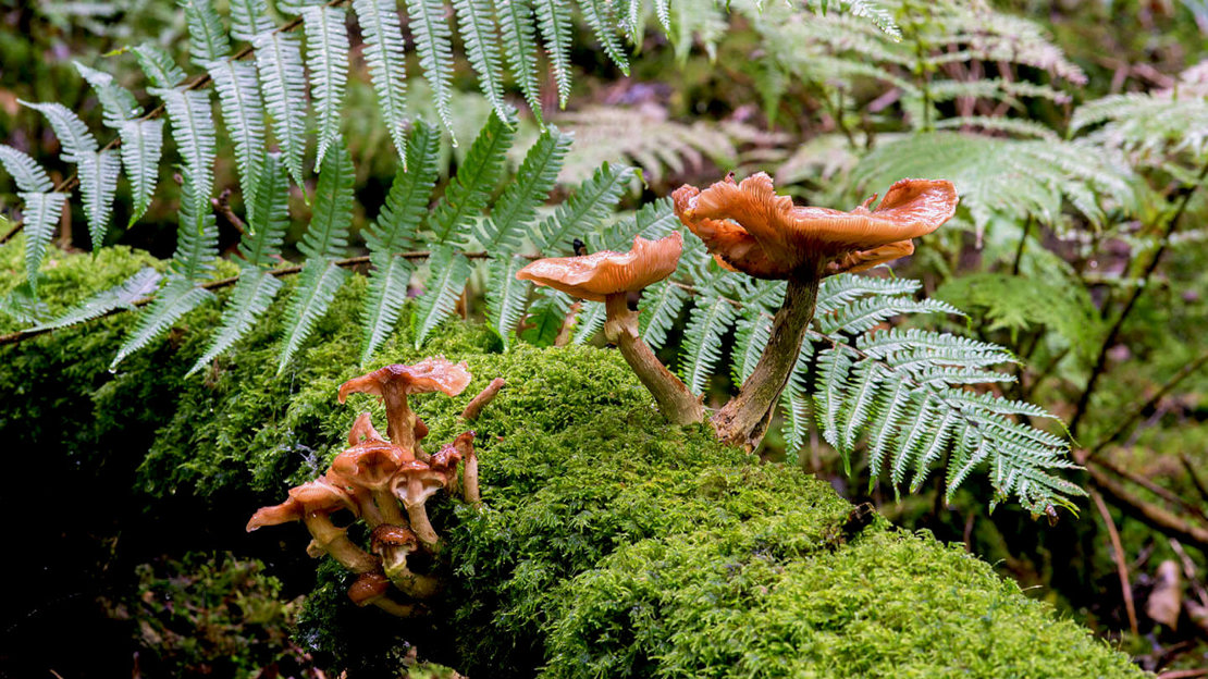 Close up of mushrooms on mossy branch from Aldouran Glen, south-west Scotland