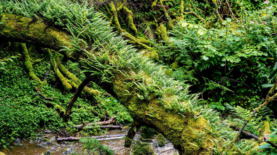 Moss-covered dead tree, with new fern growth. Aldouran Glen, south-west Scotland