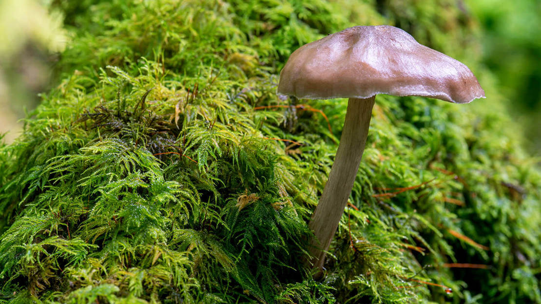 Mushroom close up from Aldouran Glen, south-west Scotland