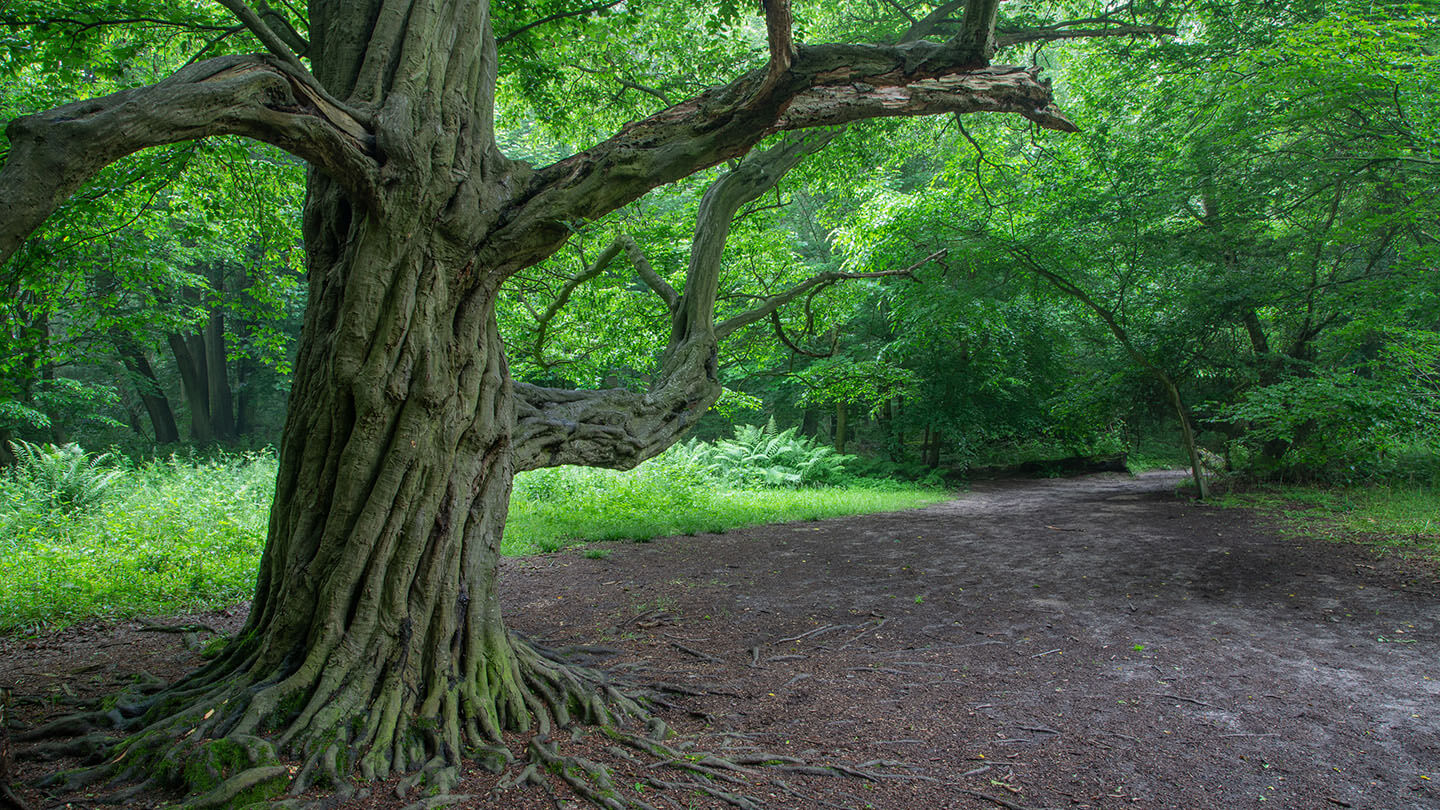 Ashenbank Wood Visiting Woods Woodland Trust