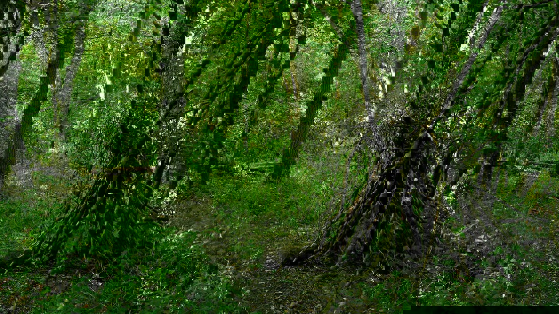 Minimalist, meandering path in densely planted and shaded woodland