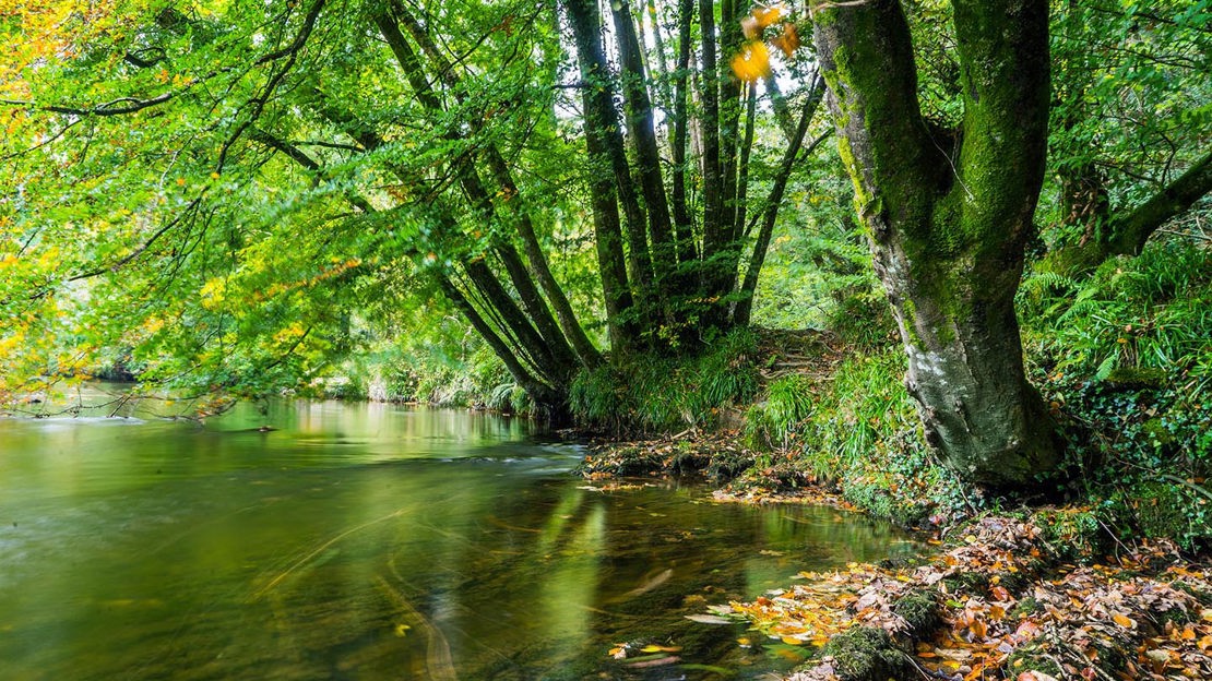 Woods Rive Spring Avon Valley Woods - Visiting Woods - Woodland Trust