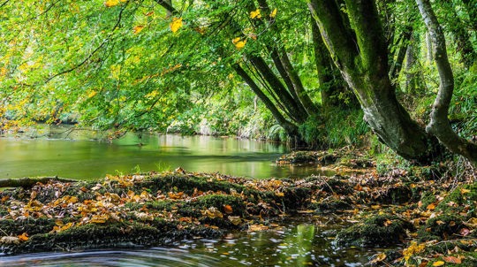 Flowing river, Titcombe and Woodleigh Woods