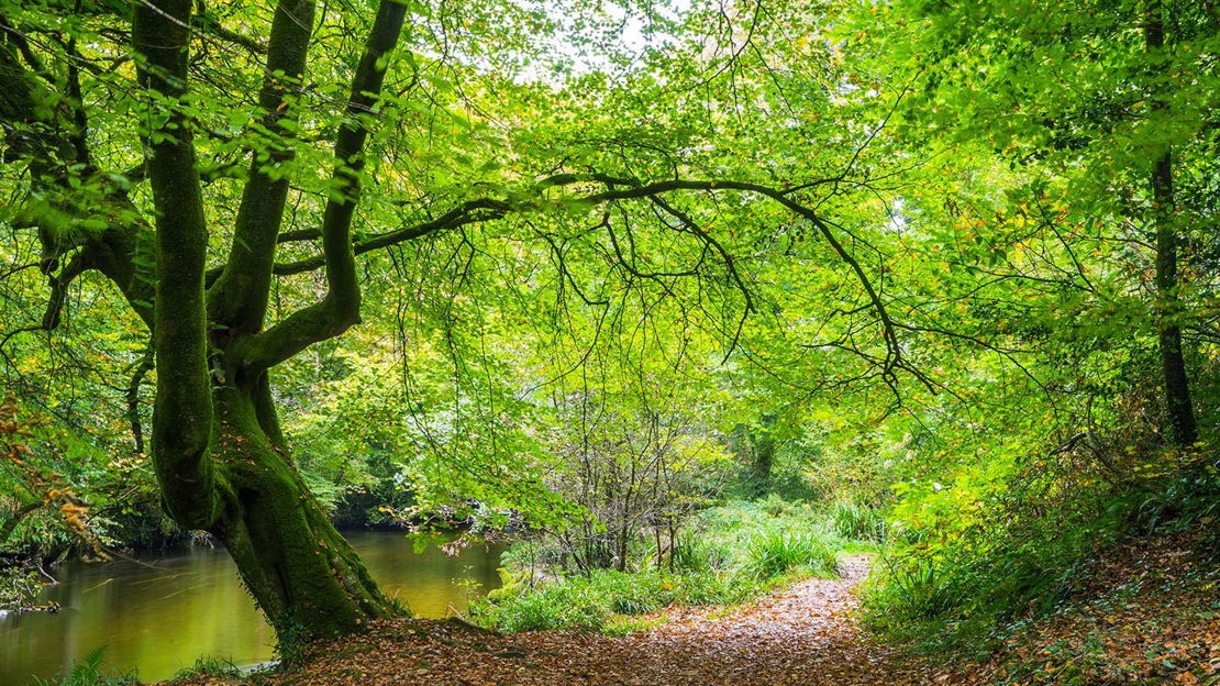 Woods Wallpapers Top Free Woods Backgrounds WallpaperAccess Woods Wallpapers Top Free Woods Backgrounds WallpaperAccess