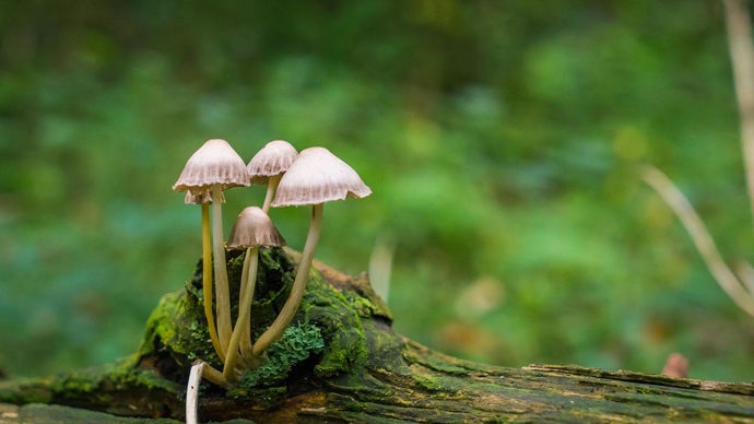 Fungi, Woodleigh Woods