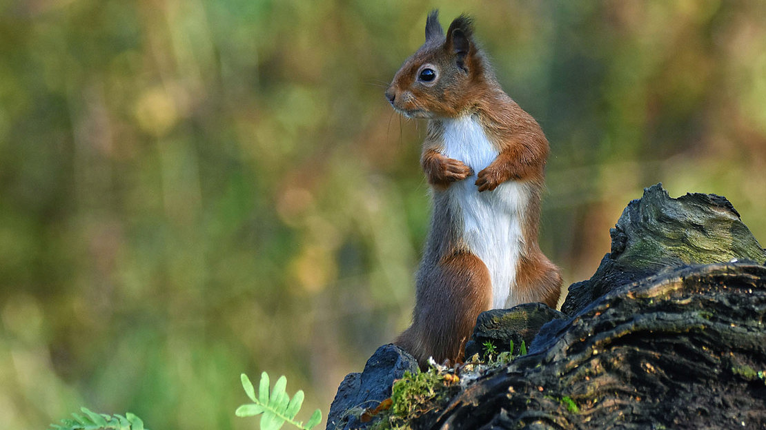 Red squirrel on treestump, Balmacaan