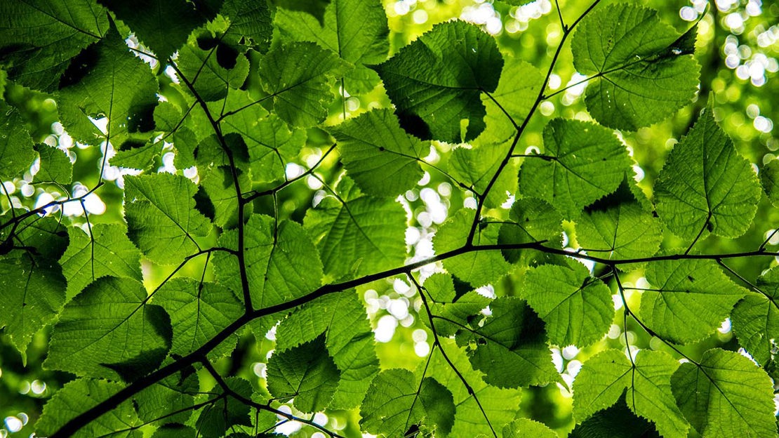 Small-leaved lime branches, Belhus Chase