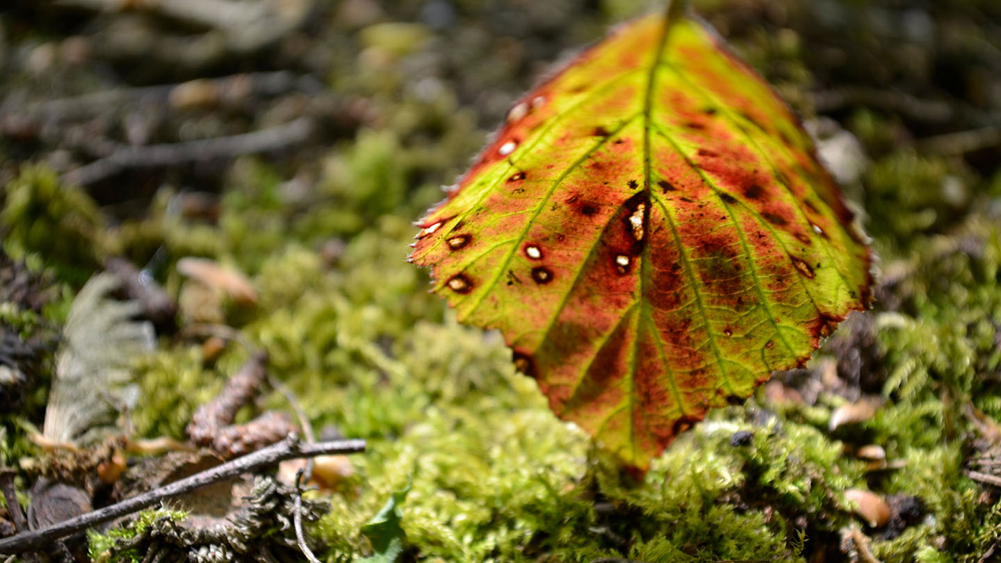 Leaf Identification Chart Uk