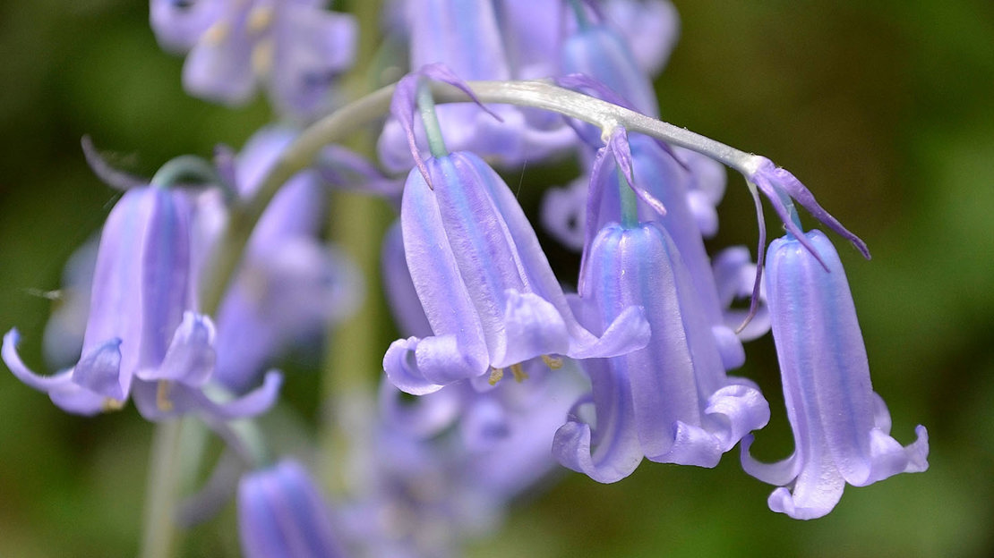 Close-up of Bluebells, Big Wood, Runcorn