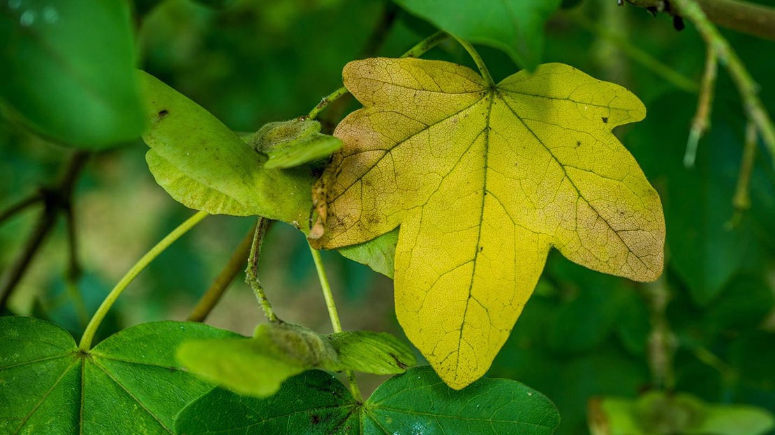 Field maple leaves, Bisham Woods