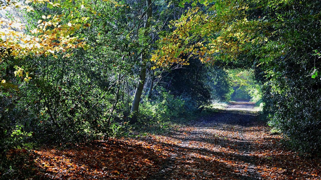 Pathway through trees in autumn, Bisham Woods