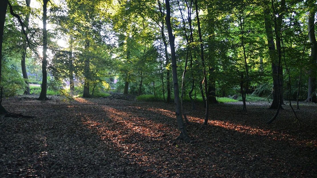 Sunlight through trees, Bisham Woods