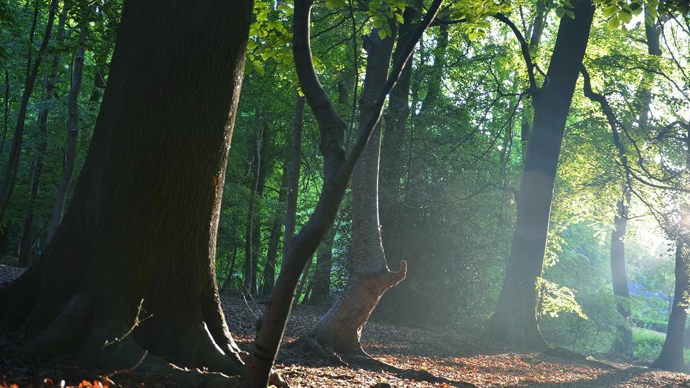 Hazy sunshine through trees, Bisham Woods