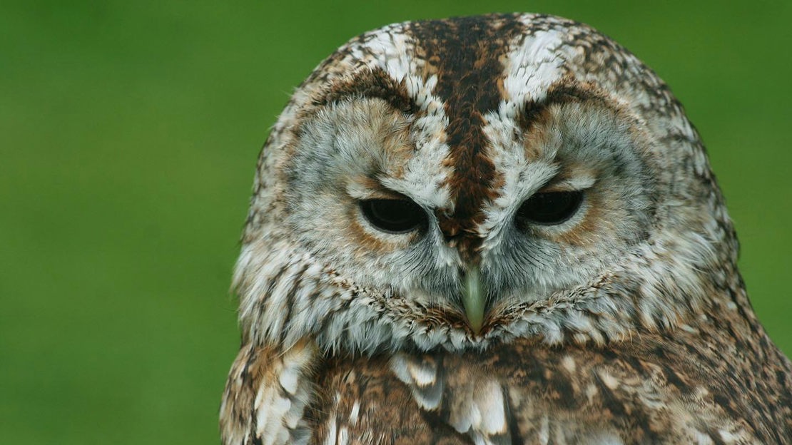 Tawny owl, Bisham Woods