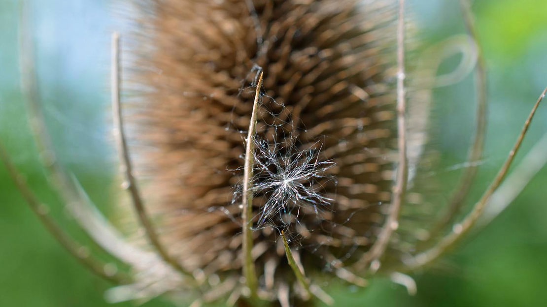 Thistledown caught on a teasel, Bisham Woods