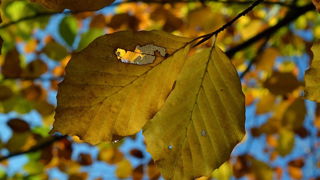 Autumn leaf, close-up, Bisham Woods