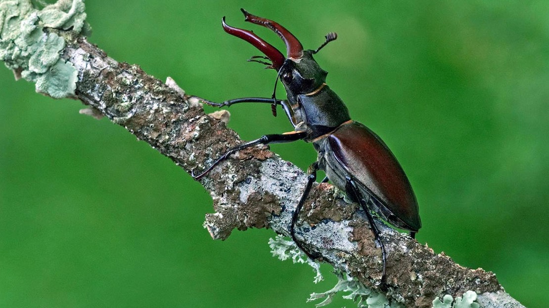 Male stag beetle on branch, Bisham Woods