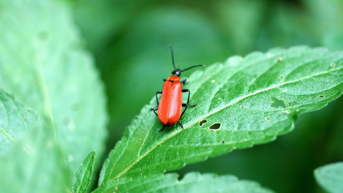 Soldier beetle on leaf, Bisham Woods