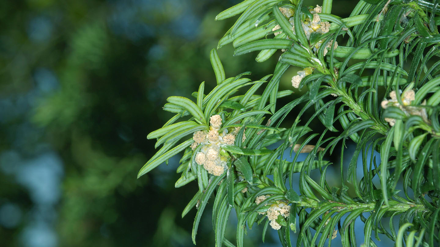 Yew (Taxus baccata) British Trees Woodland Trust