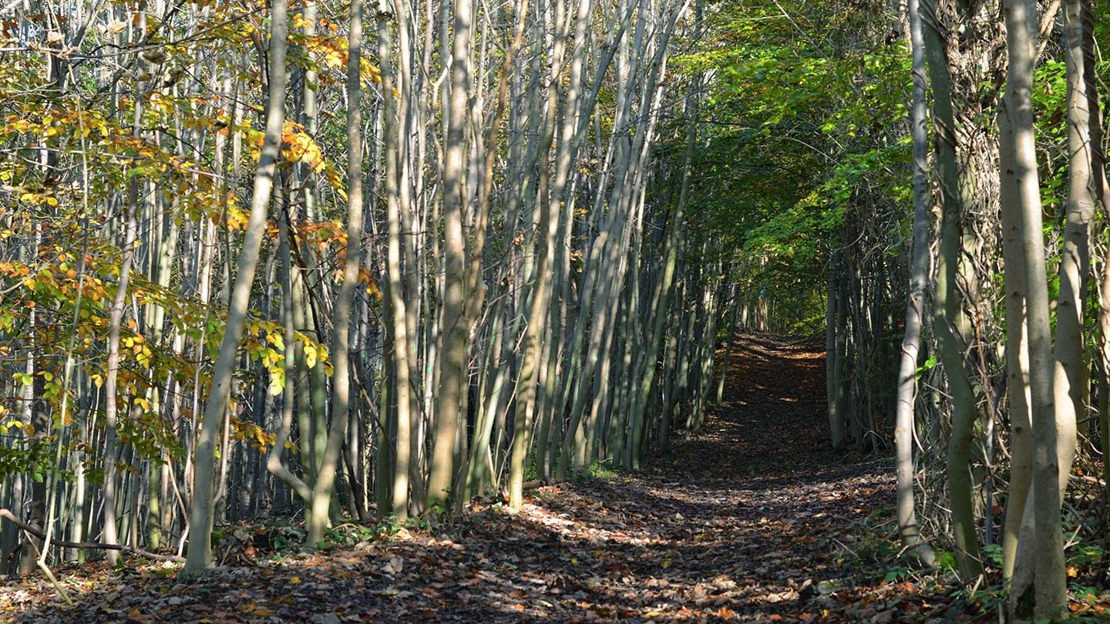 Birch-bordered path, Bisham Woods