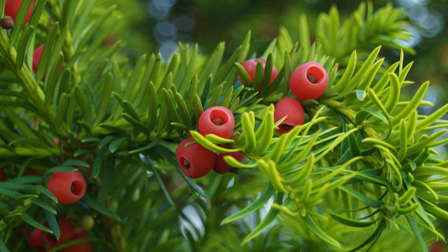 Taxus baccata ciotola Pon-Pon