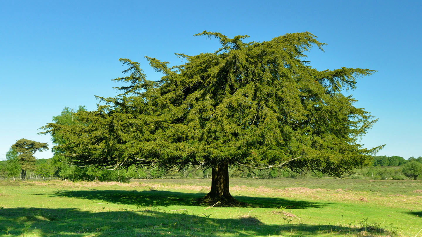 Yew (Taxus baccata) - British Trees - Woodland Trust