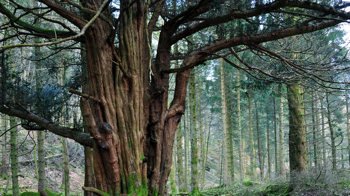 Ancient yew tree in Great Knott Wood