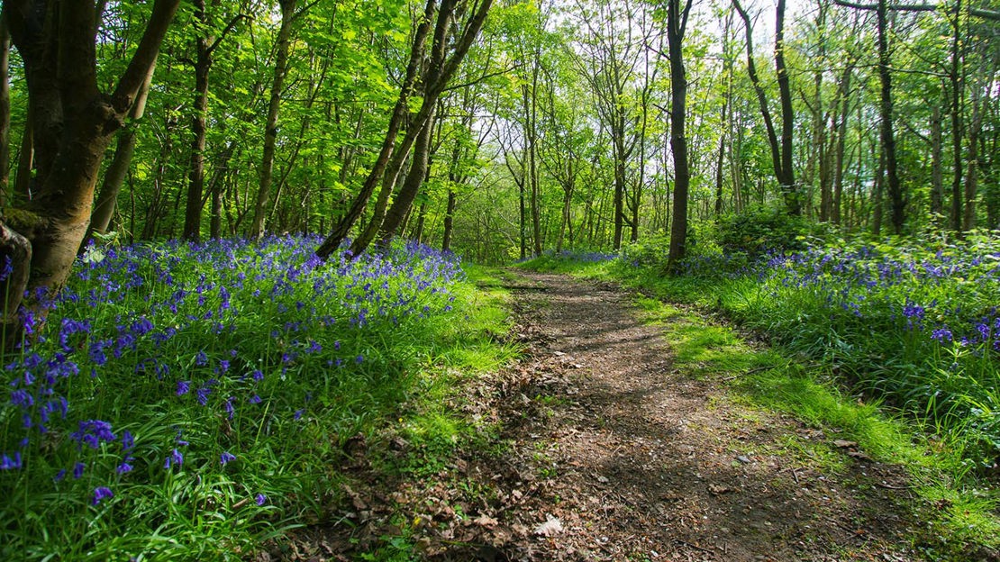 Bluebell-bordered path, spring, Bisham Woods