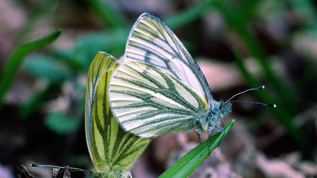 Green-veined butterfly, Bisham Wood