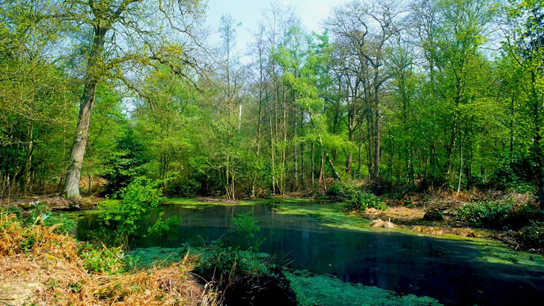 Small lake, Bisham Wood
