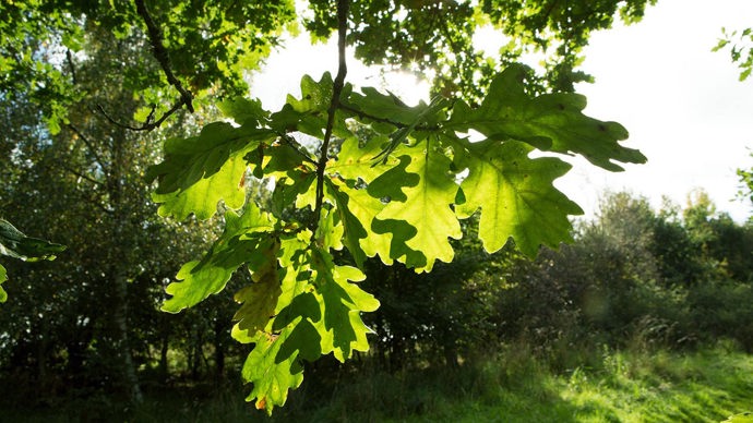 Sunlight through oak leaves, Blaeberry Woodland