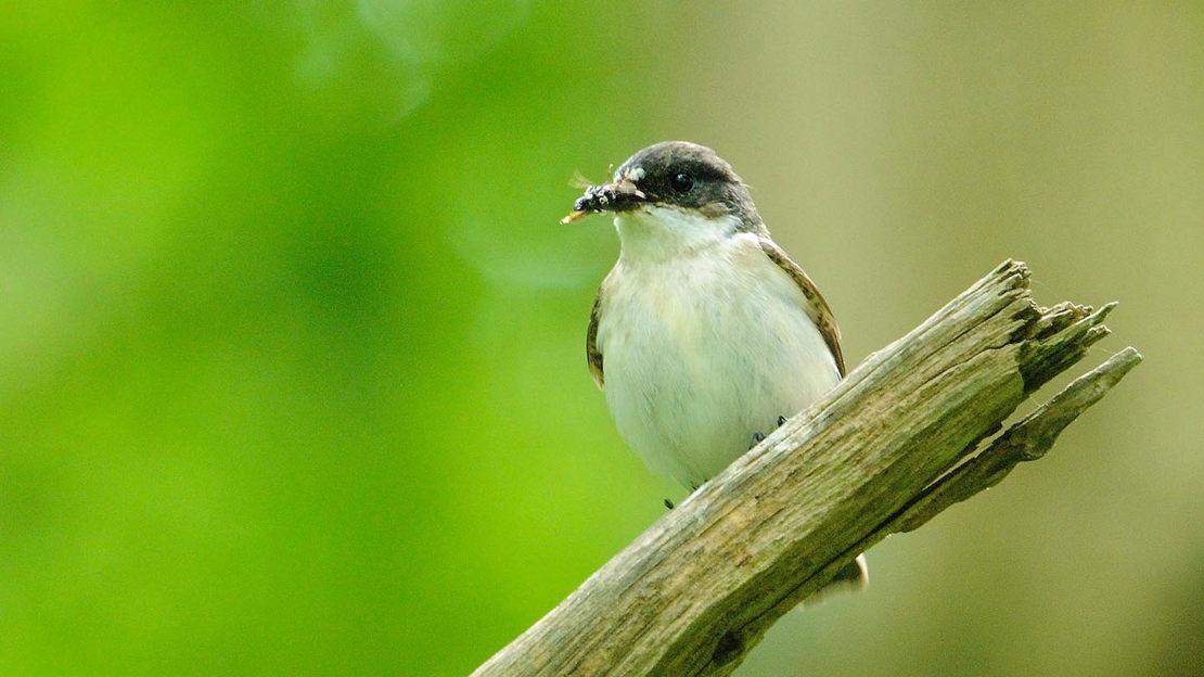 Pied Flycatcher perched on wood, Bovey Valley Woods