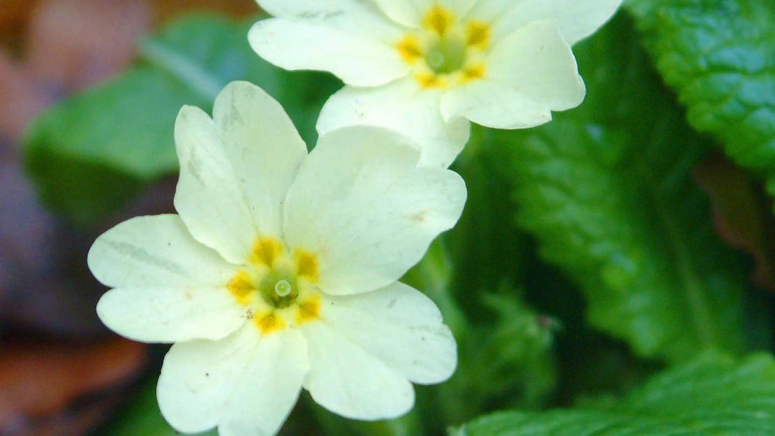 Primroses, close-up, Bovey Valley Wood