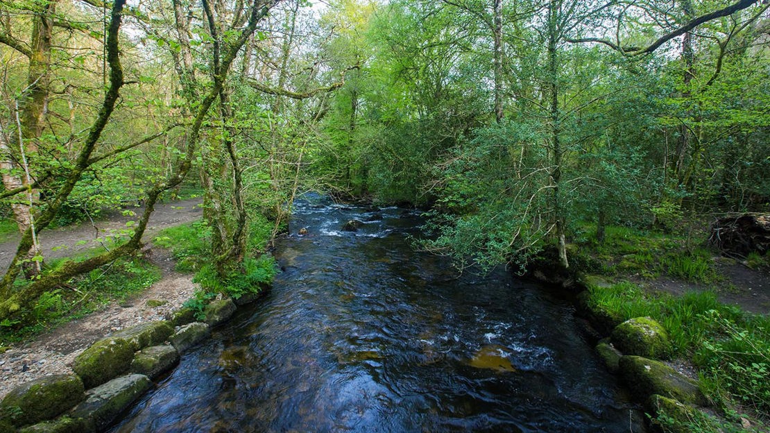 River flowing through Bovey Valley Woods