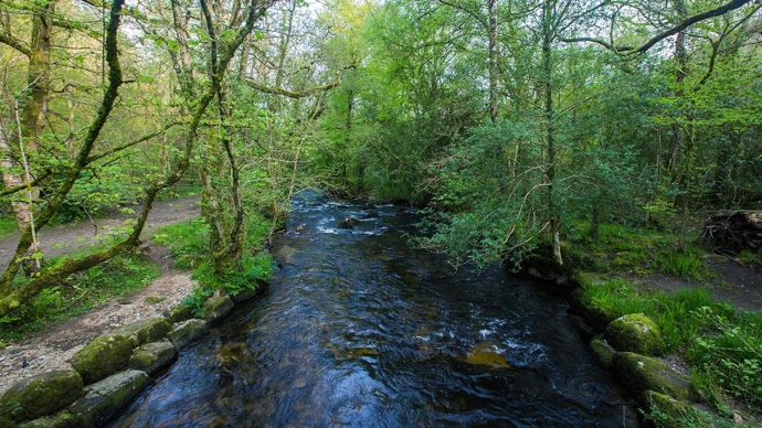 River flowing through Bovey Valley Woods