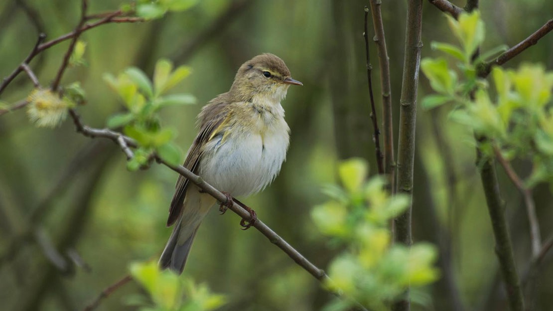 Willow warbler, close-up, Bovey Valley Woods